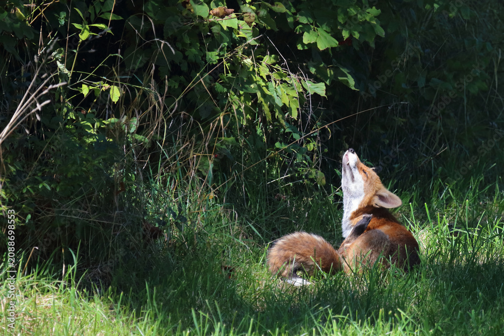 Fototapeta premium Rotfuchs / Red fox / Vulpes vulpes