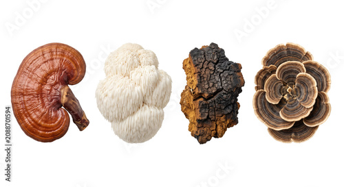 Bilde på lerret Four types of medicinal mushrooms isolated on transparent background