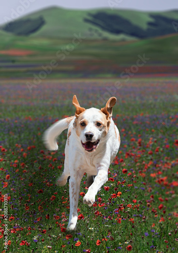 Dog Running in a Field with Flowers