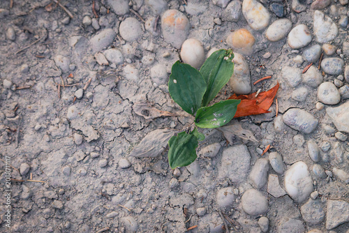 plant on rocky ground texture