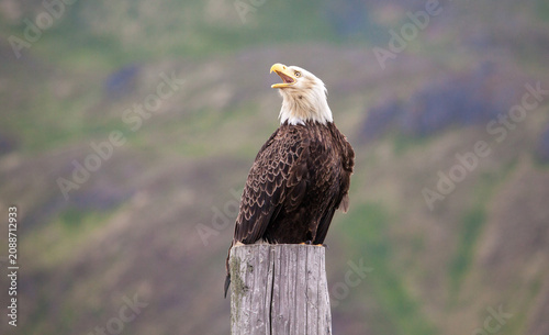 Super close up and detailed portrait of a bald eagle, calling to another from its perch atop a wooden pole