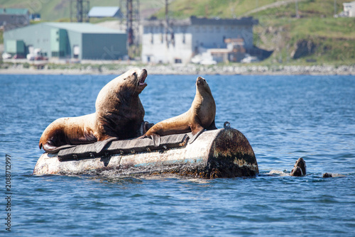 Stellar Sea Lions on a float in the Bering Sea, Alaska