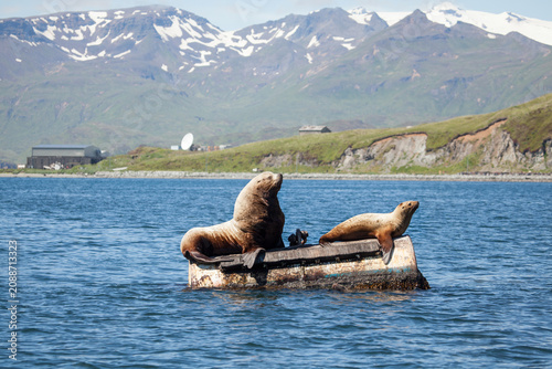 Stellar Sea Lions on a float in the Bering Sea, Alaska