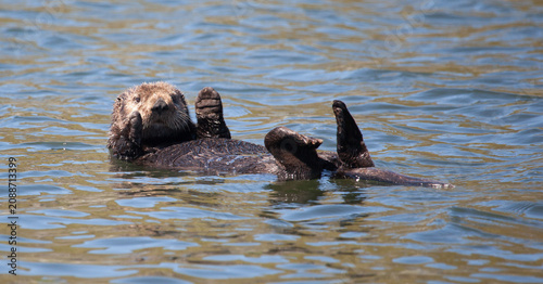 Cute sea otter waving his paws while floating on his back