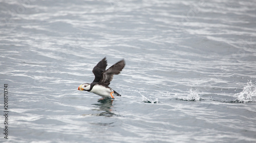 Puffin taking flight with wings outstretched in Alaska