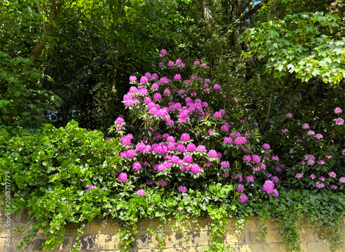 Bright pink rhododendrons burst to life against a lush green backdrop, while sunlight filters through the leaves, casting a serene glow over Oakworth, Keighley, UK.