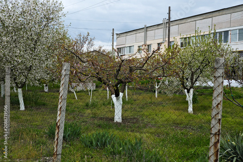Blooming fruit trees in an orchard near an industrial building
