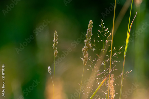 Wildpflanzen und Gräser im goldenen Morgenlicht