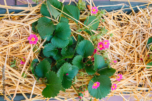 Pink flowering strawberry plant growing in straw mulch