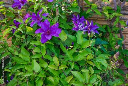 Purple clematis flowers blooming on a green climbing vine
