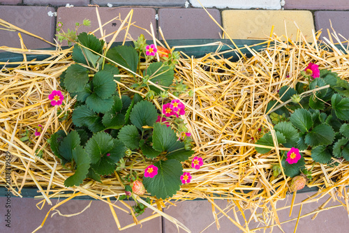 Pink flowering strawberry plants growing in straw mulch garden bed