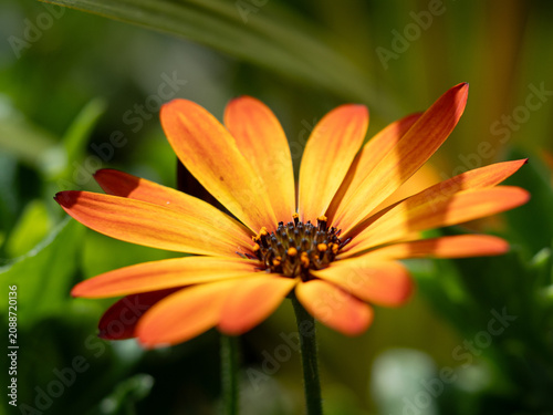 Fotografie Summer Radiance | Osteospermum at Durham Botanic Garden