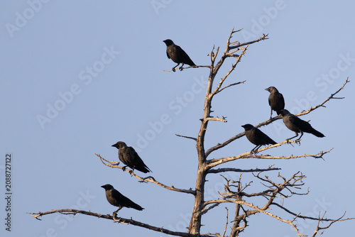 Fotografie Flock of Western jackdaws (Coloeus monedula) perched on bare branches of a dead