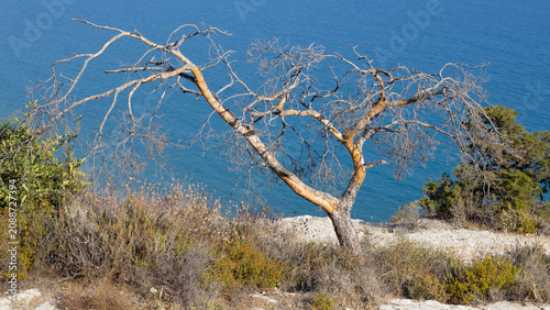 Foto Dead Cyprus pine (Pinus brutia) tree on a cliff edge overlooking the blue Medite