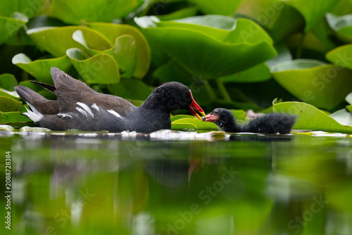 Common Moorhen Feeding Its Chick Among Water Lilies