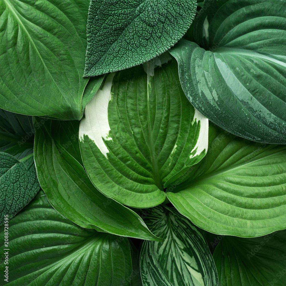 Fototapeta premium Lush green hosta leaves with diverse textures create a serene, fresh natural background. This vibrant organic pattern evokes tranquility and growth. Perfect for eco designs nobody.