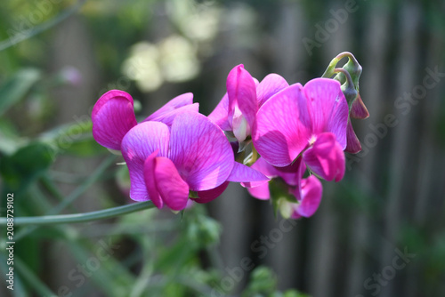 Purple sweet pea flowers