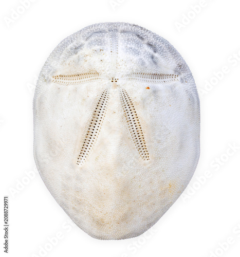 White sand dollar sea urchin skeleton isolated on a transparent background. 
