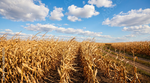 Golden Corn Field Ready for Harvest in Sustainable Agriculture with Healthy Crop Production Beautiful Rural Farmland Landscape Natural Food Source and Seasonal Farming