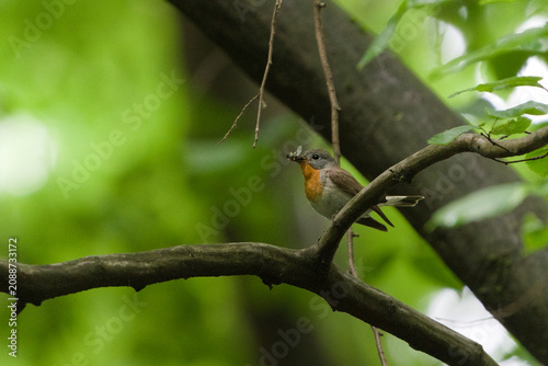 Red-breasted flycatcher (Ficedula parva) perched on a branch with an insect in its beak in a green forest. Nature of Czech republic.