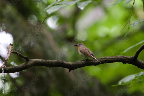 Red-breasted flycatcher (Ficedula parva) perched on a branch with an insect in its beak in a green forest. Nature of Czech republic.