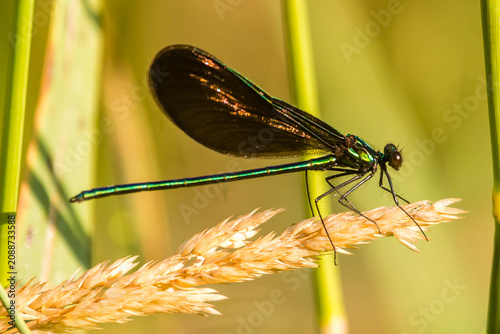 dragonfly on a plant