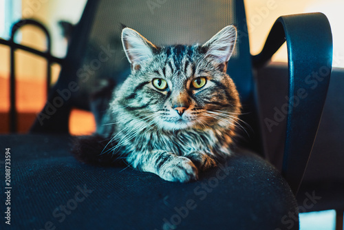 Fluffy tabby cat lounging on an office chair
