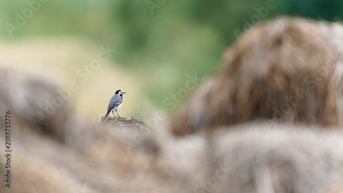 White wagtail (Motacilla alba) perched on a straw bale in a field with a beautiful soft bokeh background. Nature of Czech republic.