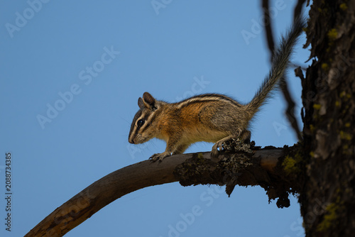 Принти на полотні Yellow-pine Chipmunk (Tamias amoenus) in Turnbull National Wildlife Refuge, WA