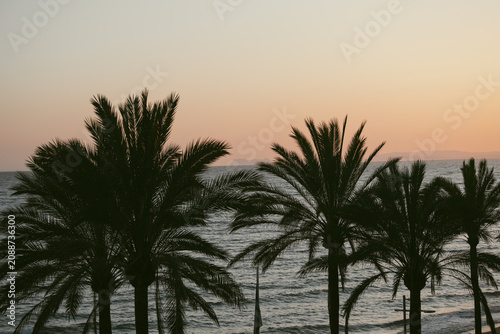 When the sunset turns palm shadows into poetry