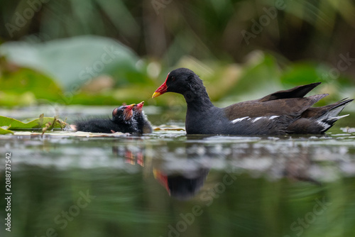 Common Moorhen with Two Chicks on Calm Wetland Water