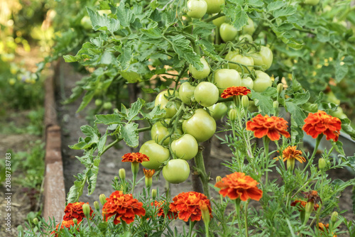 Green tomatoes close up on garden bed. Tomato vegetable plants in garden with flowers close up