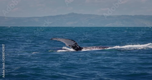 Humpback blue whale jumping out of the water in Caribbean Sea, Samana island, Dominican Republic