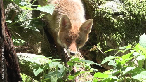 Red Fox in Summer Coat Foraging in the Lombard Orobie Alps, Italy	