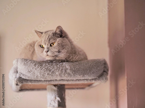 Fluffy gray cat lounging on soft cat tree perch. Cat stares directly at camera with calm, focused eyes. Warm, soft lighting highlights cat's fur texture. Indoor setting with plain wall background
