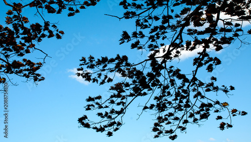 Closeup of black silhouetted leaves against vibrant blue sky and white clouds