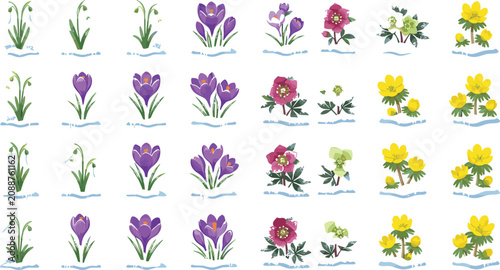 Принти на полотні Spring Early Blooming Wildflower Vector Illustration Set Featuring Crocus Snowdr