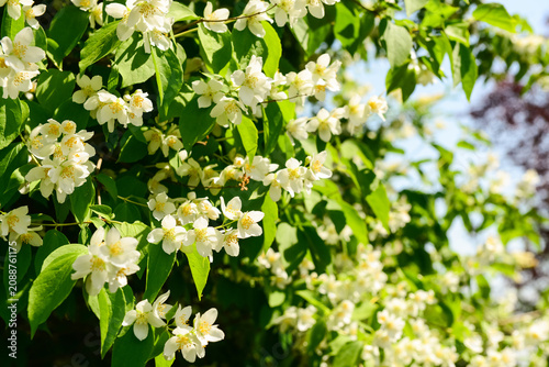Beautiful jasmine flowers b...