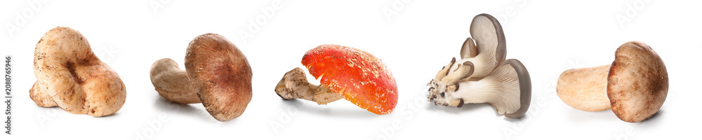 Obraz premium Various fresh wild mushrooms isolated on white background