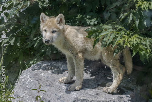arctic wolf pup playing among trees on rocky terrain 