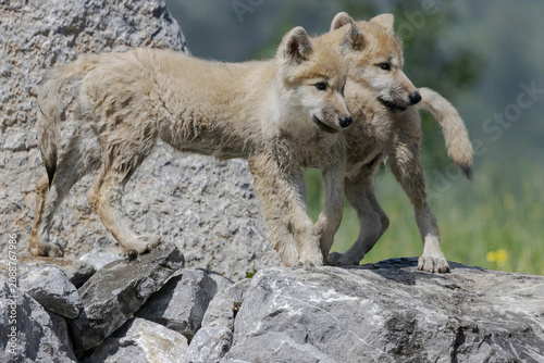 two arctic wolf pups standing on rocks playing in wilderness