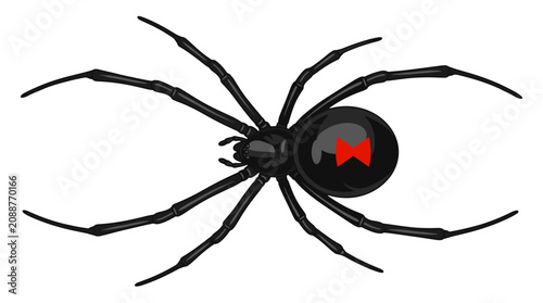 Closeup of a black widow spider with red hourglass marking on abdomen