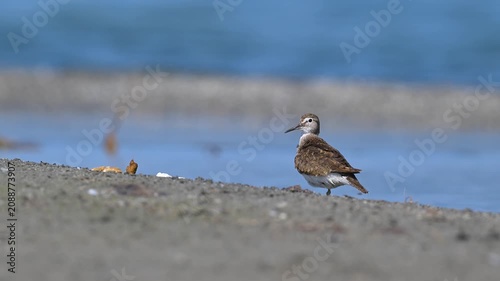 A common sandpiper (Actitis hypoleucos) preening its feathers on a sandy shore with calm blue water in the background. Beautiful and natural wildlife footage.