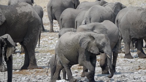 A herd of African elephants gather around a waterhole, Etosha National Park, Namibia.	