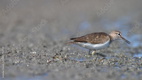 Common sandpiper (Actitis hypoleucos) walking and foraging on a muddy shore. Detailed close-up wildlife footage of a shorebird in its natural wetland habitat.