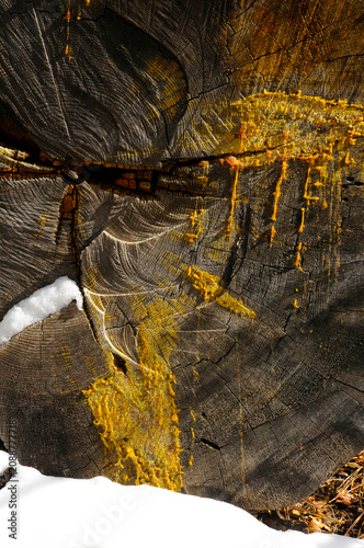 Extreme closeup of of aged cut tree trunk contrasted with yellow sap and patch of snow