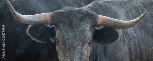 Prize bulls inside livestock exhibition hall
