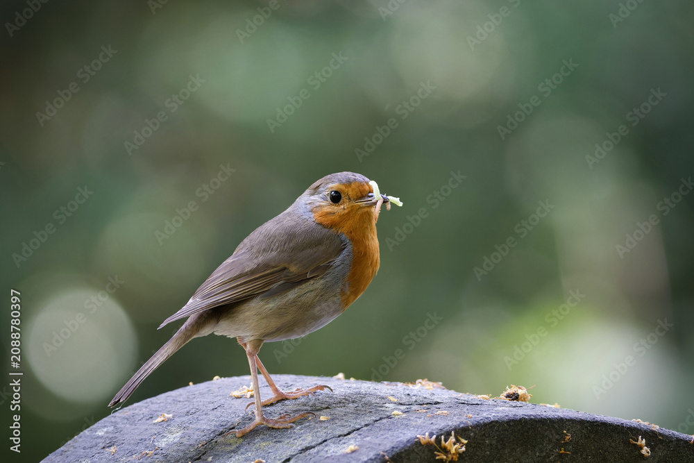 Fototapeta premium A sharp focused European robin (Erithacus rubecula) stands with prey on a stone monument against a soft green bokeh background in summer daylight.