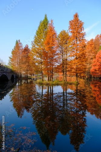 Autumnal redwood trees reflected in Yanque Lake, Zhongshan Mountain National Park, Xuanwu District, Nanjing City, Jiangsu Province, China