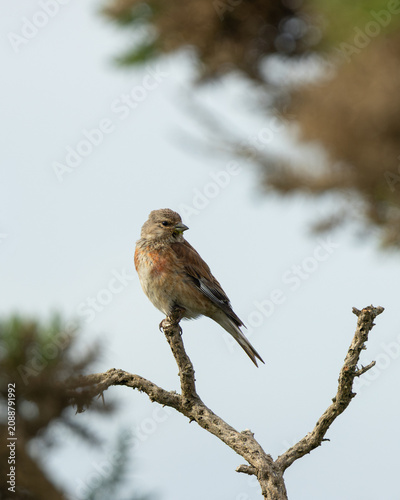 Canvas Print Linnet perched on a bare branch